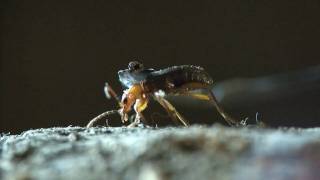 Bombardier beetle  filmed 2009 [upl. by Ojahtnamas]