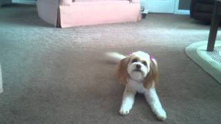 2 year old Cavachon barking and chasing bone [upl. by Nason520]