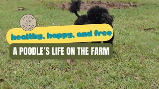 Daily Poodle Adventures on the Farm [upl. by Barn]