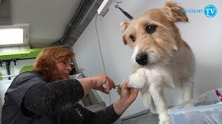 Das ist der erste mobile Hundesalon im Landkreis Stade [upl. by Perce]