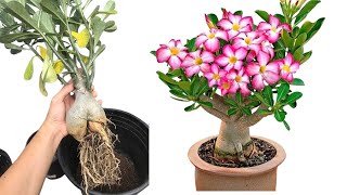 Adenium Repotting Tips and Tricks for Success [upl. by Nylorac]