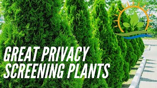 4 Great Evergreen Privacy Screening Plants [upl. by Mylan]