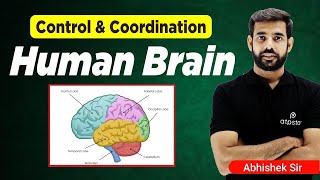 Human Brain  Control and Coordination Class 10  NTSE Biology  ATP STAR KOTA [upl. by Deadman]