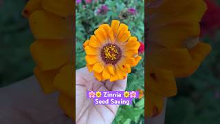 🌼Zinnia Seed Saving shorts zinnia seedsaving garden homestead appalachiashomesteadwithpatara [upl. by Milburn]