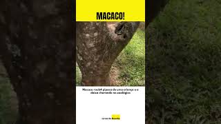 Macaco roub4 pipoca de uma criança e a deixa chorando no zoológico [upl. by Osy]