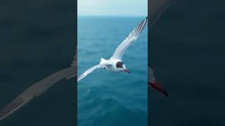 The Remarkable Arctic Tern Journey [upl. by Nomar]