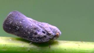 Citrus Flatid Planthopper [upl. by Atikal659]