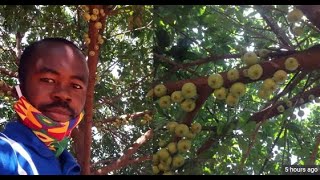 Hidden Truth behind the Apple Tree in Ghana Wiamoase COMMENTARY [upl. by Noivert]