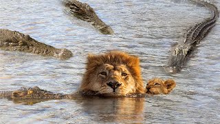 OMG Swimming Lions Family Was Suddenly Attack By Group Of Crocodile Too Brutally  Harsh Wild Life [upl. by Duax]