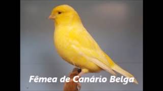 Fêmea de Canário Belga Chamando MuitoEsquente seu Canário Belga [upl. by Llerod]