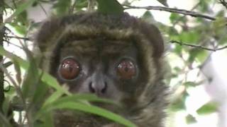 Woolly lemurs with infant in rainforest of Tsinjoarivo Madagascar [upl. by Ak124]