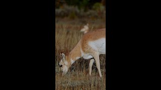 Pronghorn grazing in the wilds of Yellowstone [upl. by Sela]