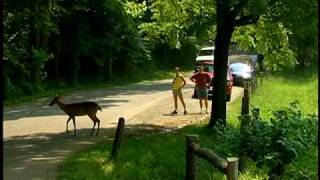 Cades Cove Tour [upl. by Otrebilif]