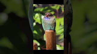 Oriental dollarbird voice for sleep 💤Nature with relaxation orientaldollarbirdsleep [upl. by Kerat371]