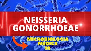 NEISSERIA GONORRHOEAE  MICROBIOLOGIA MÉDICA  AULA 10 [upl. by Sairtemed]