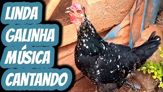 Galinha música turca cantando  Matriz para ovos galados férteis raça galo músico turco canto longo [upl. by Felicio455]