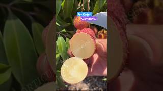 Seedless Litchi Farming In India Thai Litchi plants fruittree guava litchi nursery [upl. by Rats474]