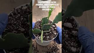 Cactus Orquídea Rosa flores plantas cactusjardin suculentas cactus shortvideo shorts viral [upl. by Nygem]