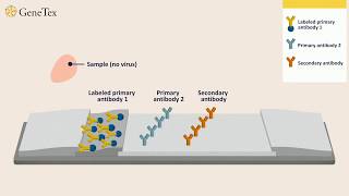 How a Rapid Virus Antigen Test Works [upl. by Scot]