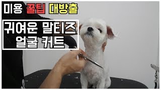 미용 꿀팁 대방출귀영운 말티즈 얼굴 커트dog groomerdog grooming [upl. by Christianna]