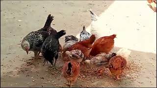 Poultry Farming Business Plan [upl. by Cleti]