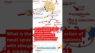 Mechanism of action of nasal spray fluticasone in patients with allergic reactions [upl. by Clarkson]