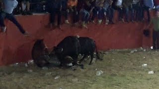 El Español Córnea Un Caballo  En la Plaza De Toros el Mirador [upl. by Brittany]