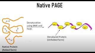 Native PAGE  Polyacrylamide gel electrophoresis II Protein Electrophoresis [upl. by Hafler]