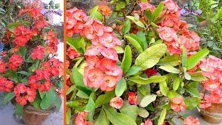 Care and propagation of Euphorbia milii or Crown of thorns [upl. by Kemble]