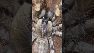 Poecilotheria Formosa tarantula تارانتولا [upl. by Neomah135]