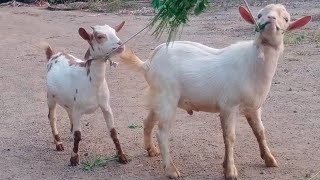 Quality Bantam Male and Barbari Colour Bantam female at Ghodegaon Maharashtra [upl. by Paolina]