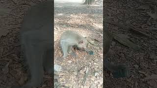 VID20240621154124 video monkey  monkey popular at Baryon Temple [upl. by Jamima]