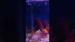 aquarium fish  best coldwater aquarium fish  schooling aquarium fish shortsfeed shortsvideo [upl. by Galven]