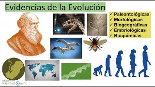 CUÁLES SON LAS EVIDENCIAS DE LA EVOLUCIÓN [upl. by Allard]