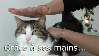 Elle soigne humains et animaux grâce à ses mains [upl. by Aluk105]