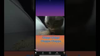 Chippi chippi chappa chappamemes funny [upl. by Zischke]