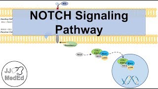 Notch Signaling Pathway  Purpose and Mechanism [upl. by Letrice]