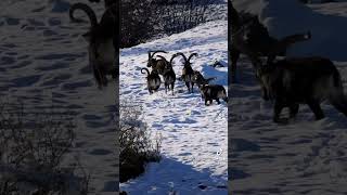 🇪🇸 Gredos 🇺🇸 Gredos ibex gredos ibex wildlife animals nature hiking tourism spain [upl. by Lorie]