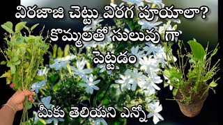 virajaji plant care  how to grow virajaji plant from cuttings in telugu [upl. by Auguste]