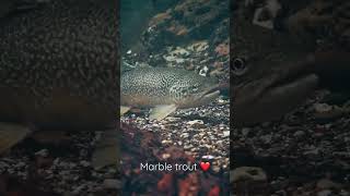 Marble trout in Italy marmorata trota marbletrout wildtrout salmotrutta nativefish [upl. by Nymzaj]