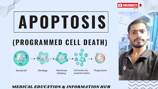 Apoptosis In One Shot  Cell Death  Mechanism cell apoptosis death celldeath necrosis 2025 [upl. by Alicea]