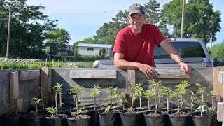 Potting Hydrangeas Perennials and Elderberries THE biggest time consumer in the nursery [upl. by Ahseka]