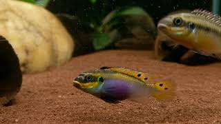 Pelvicachromis kribensis Idenau wild bij Aquarium Speciaalzaak Utaka [upl. by Htinek]