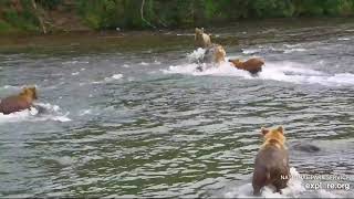 WARNING 128 Grazer cubs over the falls 32 Chunk attacks reunion wcubs BFRF Exploreorg 072724 [upl. by Lauralee]