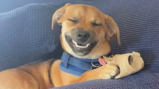 When Dogs Rule the World with Laughter  Funny Dog Videos [upl. by Garnes]