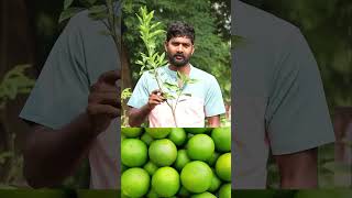 King Batthai Plants  Mosambi Plants  Fruit Plants In Telugu  Ashok Chakra Nursery  Kadiyam Abbai [upl. by Cheshire231]