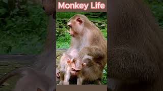 monkey life cutebabymonkey monkey babymonkey short 7 [upl. by Yknarf]