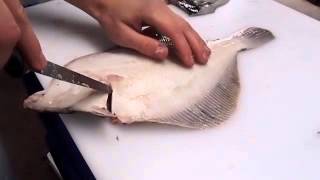 How to fillet a Flat Fish [upl. by Stew750]