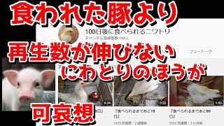 【2番煎じ】食われた豚より再生数が伸びないニワトリのほうが可哀想！！100日後に食べられるニワトリ 100日後に食われる豚 ＃shorts Eaten Pig after 100 days カルビ [upl. by Dnomasor]