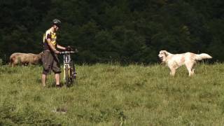 Livestock guardian dogs The correct behavior in front of Livestock guardian dogs [upl. by Letney]